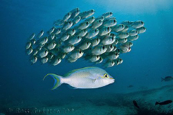 Rainbow Monocle-bream and school of Threadfin Pearl Perch... by Ross Gudgeon 